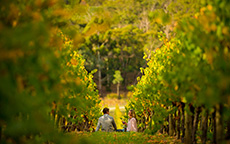 阿德莱德山（Adelaide Hills)