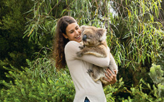 抱考拉（Cuddling Koala），阿德莱德山（Adelaide Hills）