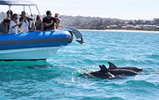 大鸭号快艇（Big Duck Boat Tours），菲尔半岛（Fleurieu Peninsula）