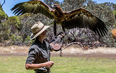 飞禽猎鸟秀(Birds of Prey), 袋鼠岛(Kangaroo Island)