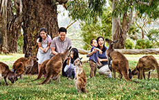 克莱兰德野生动物园（Cleland Wildlife Park），阿德莱德山（Adelaide Hills）