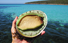 绿唇鲍鱼（Haliotis Laevigata），艾尔半岛（Eyre Peninsula）