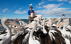 喂鹈鹕（Pelican Feeding），袋鼠岛（Kangroo Island）