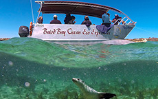 与海狮同游（Swimming with Sea Lions）， 拜尔得湾海洋生态体验 （Baird Bay Ocean Eco Experience）