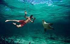 与海狮同游（Swimming with the Sea Lions），艾尔半岛（Eyre Peninsula）