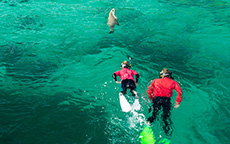 与海狮同游（Swimming with the Sea Lions）林肯港（Port Lincoln）